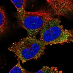 NARG1L Antibody, Novus Biologicals 0.1mL; Unlabeled:Antibodies, Polyclonal